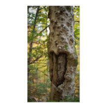 Arbre découpé par coeur tirages photo