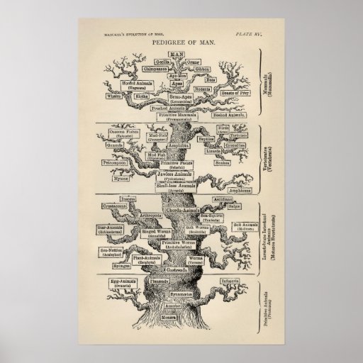 Arbre d'Ernst Haeckel le "de la vie " Poster