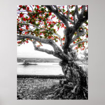 ARBRE D'HAWAÏ RED-LEAFED POSTER