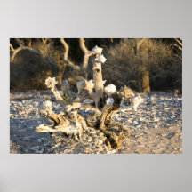 Arbre écossé posters
