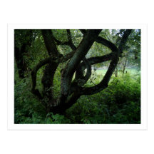 Arbre féerique carte postale