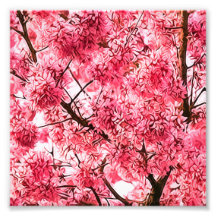 Arbre japonais de fleurs de cerisier (2013) art photographique