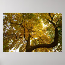 Arbre jaune poster