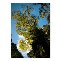 arbre modèles de cartes de visite