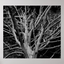 Arbre noir et blanc posters
