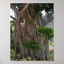 Arbre noueux posters