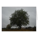 Arbre occidental de Seattle Carte De Vœux