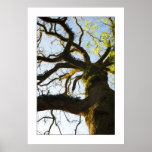 Arbre Affiches