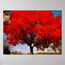 Arbre rouge avec des nuages poster