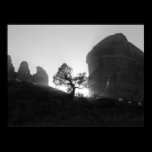 Arbre rougeoyant posters