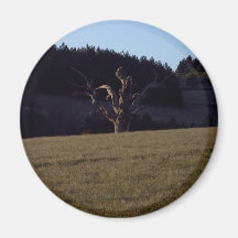 arbre sec magnets