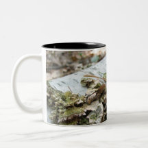 Arbre tombé tasse