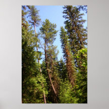 Arbre tordu ? affiches