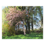 Arbres au printemps - image énergétique photographies