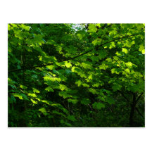 Arbres au printemps. Parc de Bute, Cardiff. Le Pay Carte Postale