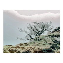 ARBRES CARTE POSTALE