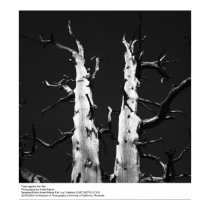 Arbres contre le ciel par Ansel Adams posters