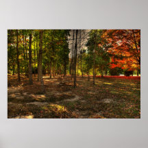 Arbres dans la poussière poster
