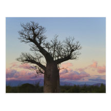 Arbres de baobab, Berenty, Toliara, Madagascar Cartes Postales