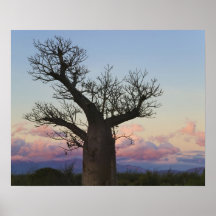 Arbres de baobab, Berenty, Toliara, Madagascar Affiches