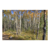 Arbres de bouleau blanc, parc national de jaspe photographie d’art
