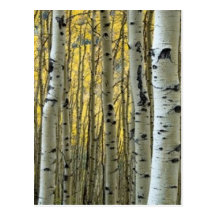 arbres de bouleau carte postale