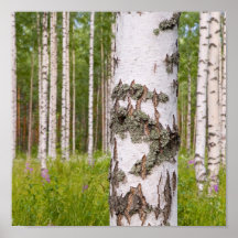 arbres de bouleau dans les forêts finlandaises posters