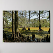 Arbres de cyprès chauve et promenade posters