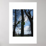 Arbres de hêtre poster
