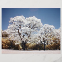 Arbres de Jacaranda Prospectus Avec Motif