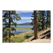 Arbres de lac big Bear Impressions Photographiques