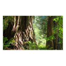 Arbres de séquoia de cartes de visite de grand-pap cartes de visite professionnelles