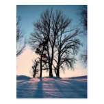 Arbres d'hiver sur l'arrière - plan de ciel bleu carte postale