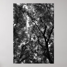 Arbres en parc posters