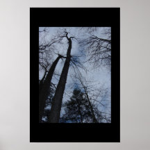 arbres posters