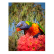Arc-en-ciel Lorikeet, Australie Carte Postale