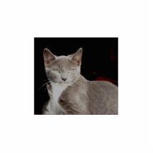 Argent - sculpture sauvage en photo de chat photos en relief