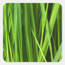 Arrière - plan d'herbe verte autocollant carré