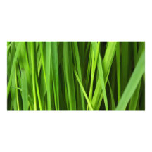 Arrière - plan d'herbe verte photocarte personnalisée