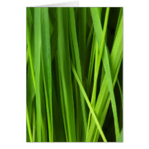 Arrière - plan d'herbe verte cartes de vœux