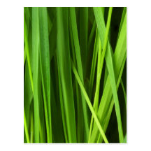 Arrière - plan d'herbe verte cartes postales