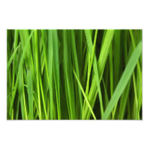 Arrière - plan d'herbe verte photo d’art