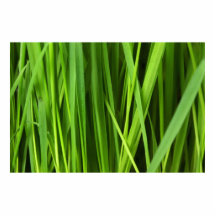 Arrière - plan d'herbe verte découpages en acrylique