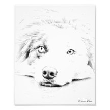 Art australien de chien de berger photographe