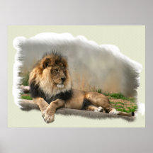 Art d'amants de lion de lion au repos posters