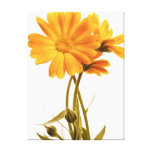 Art de mur de Calendula Impressions Sur Toile