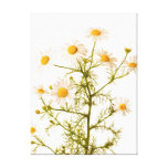Art de mur de camomille impression sur toile