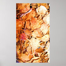 Art de Shell Posters