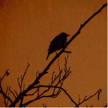 Art d'oiseau découpage en acrylique