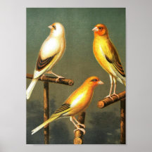 Art-Oiseau-Canaries-et-cage-oiseau-Chardonneret vi Posters